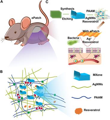 MXene-enhanced ePatch with antibacterial activity for wound healing